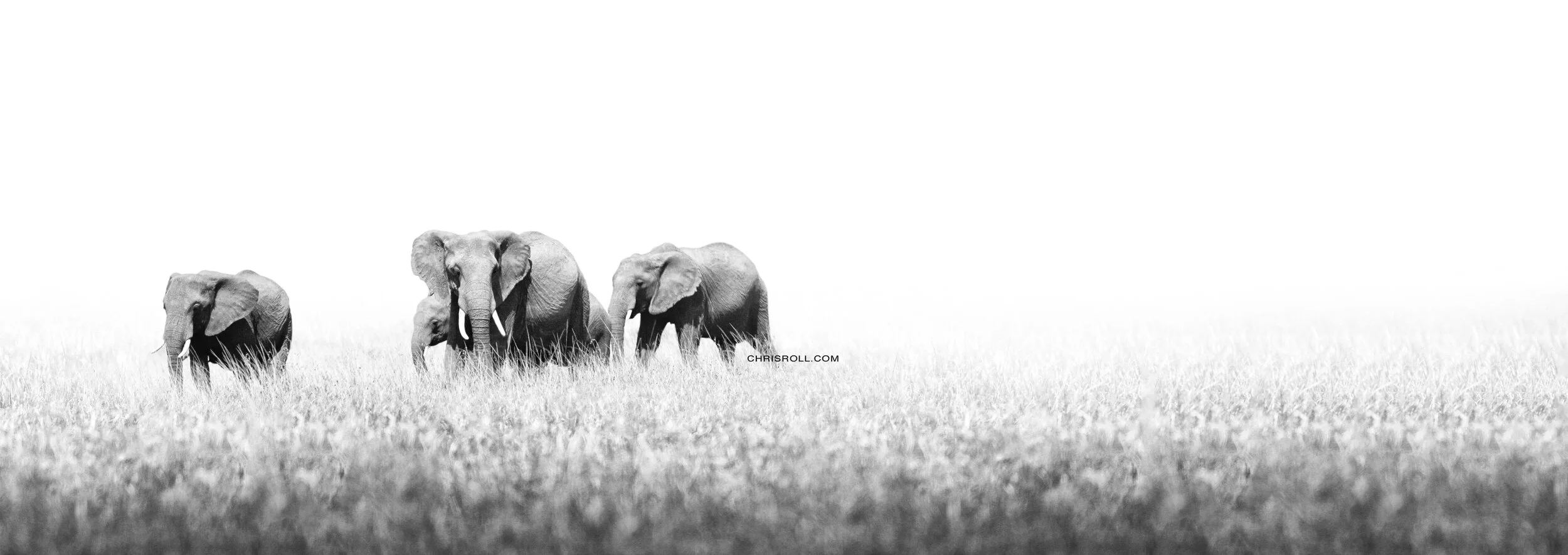 Group Elephant fine art (c) Chris Roll.jpg
