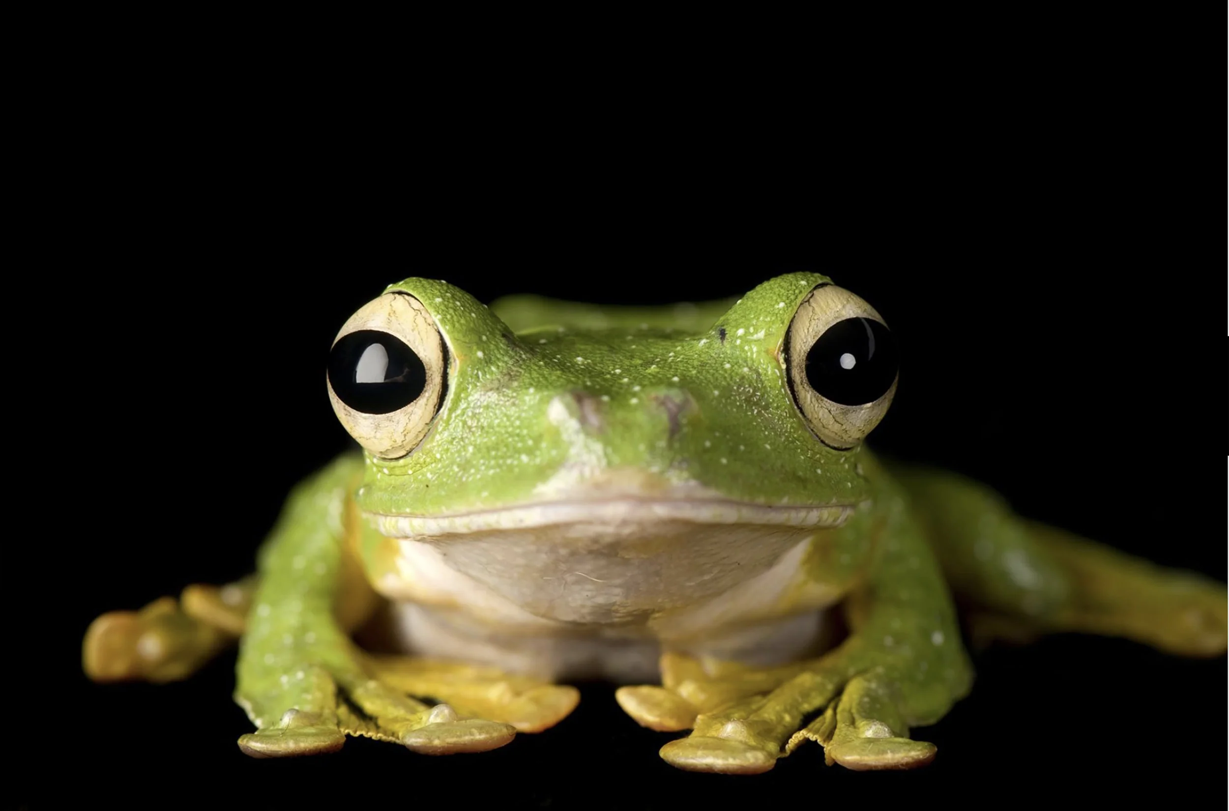 Holy Flying Frogs, Batman!!