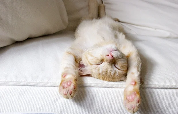 Nap Time