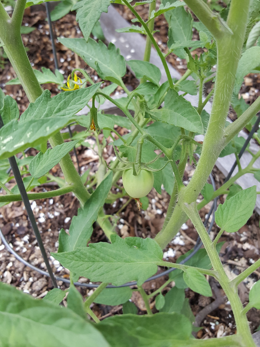 beefsteak1.jpg