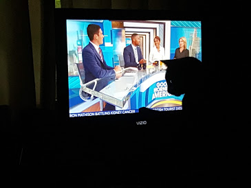 Ticker tape = feline video game.