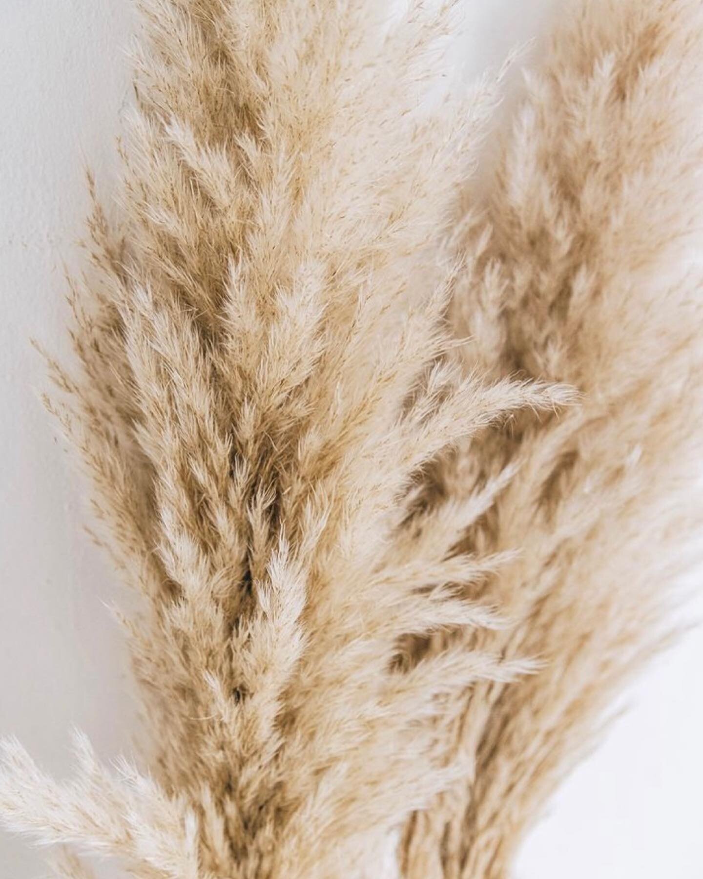 Who here loves beigy/sandy tones? 🙋🏼&zwj;♀️ We&rsquo;re feeling inspired by the latest trend of pampas grass both in interior decor and in hair colouring🙌🏼