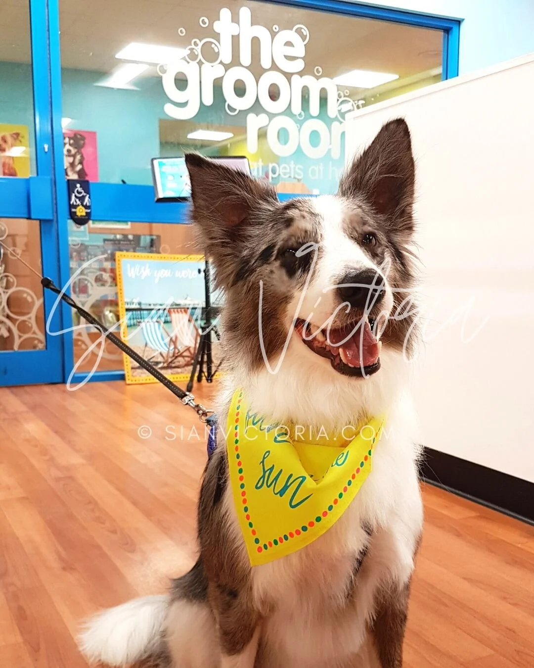 the groom room near me