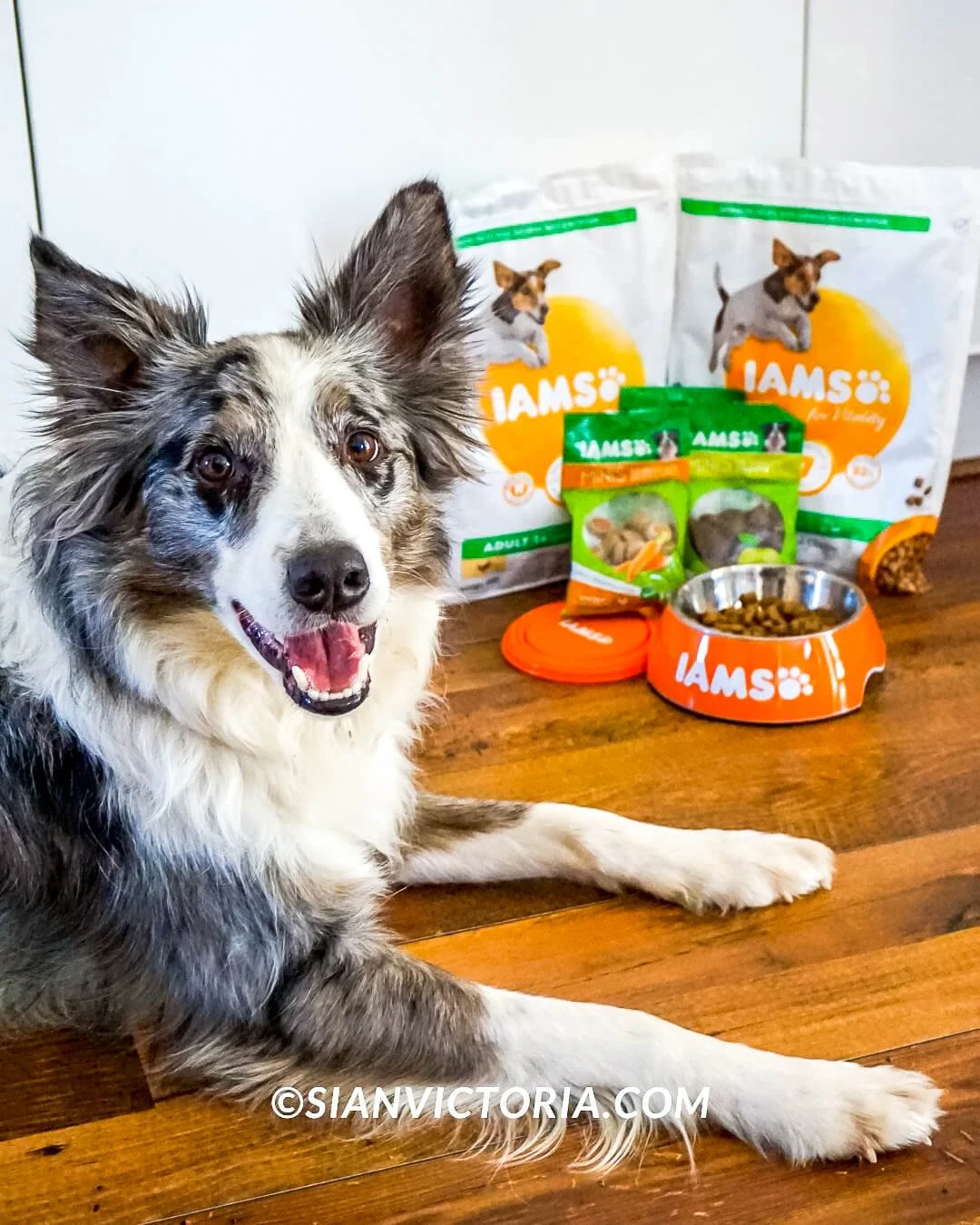 My Pethood Stories with PetPlan — Sian Victoria.