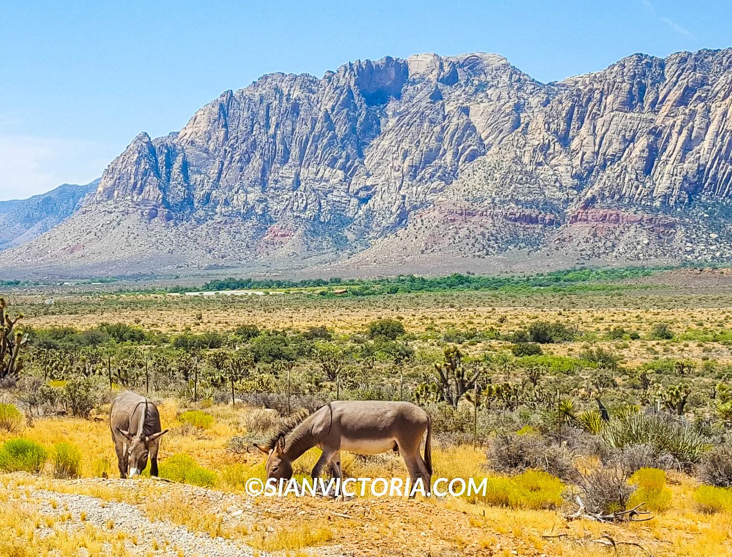 Red Rock Canyon, Mojave Desert - Las Vegas — Sian Victoria.