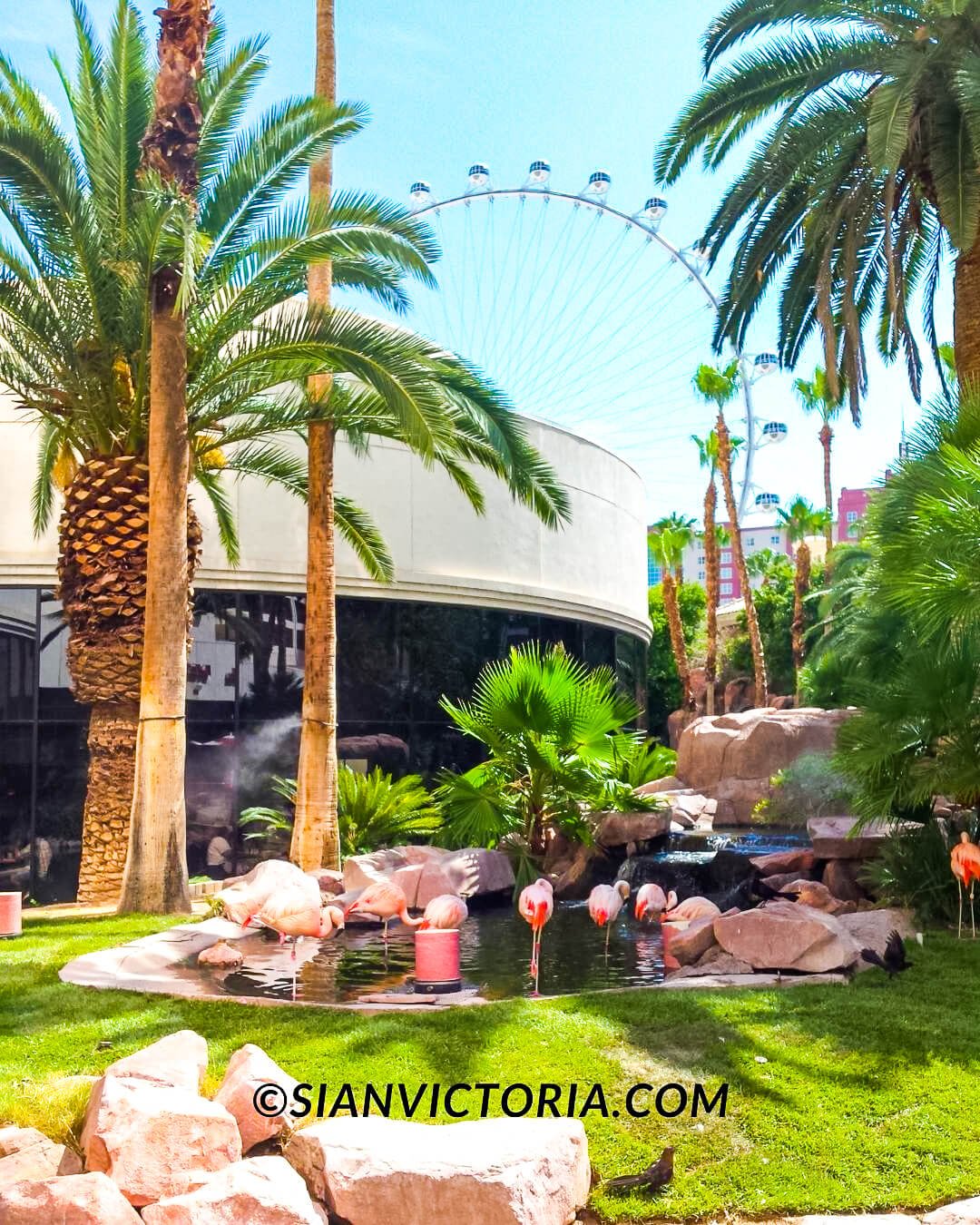 Flamingo Wildlife Habitat Free Las Vegas Attractions — Sian Victoria.