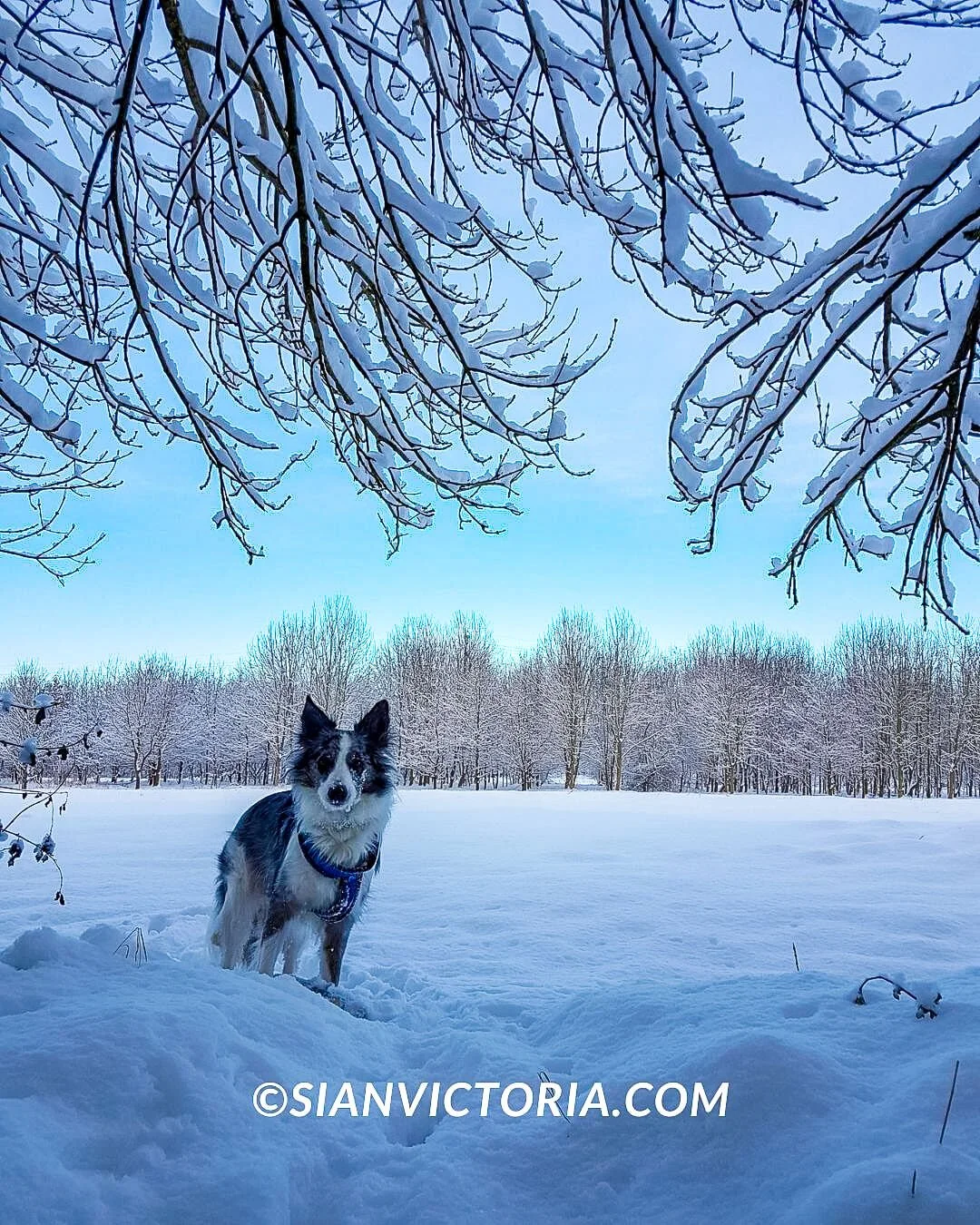 eukanuba husky
