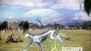 Nature Ident - Discovery Channel US