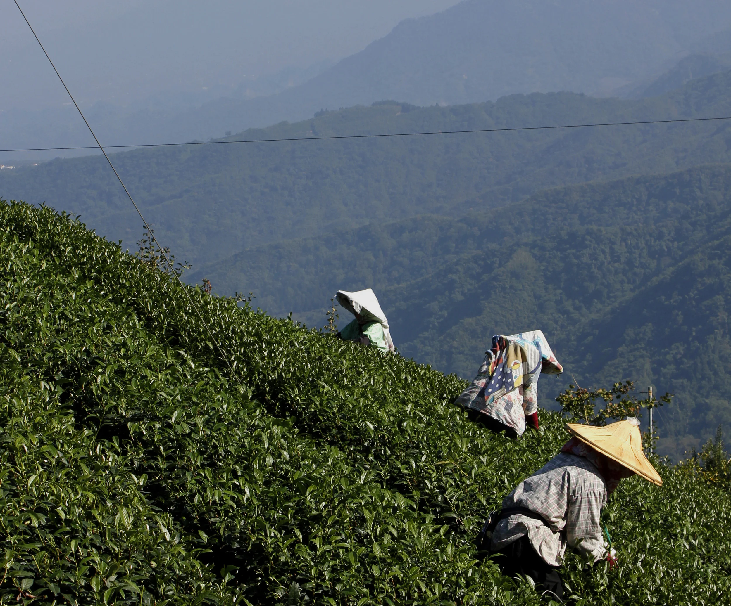 TaiwanMountainside.jpg