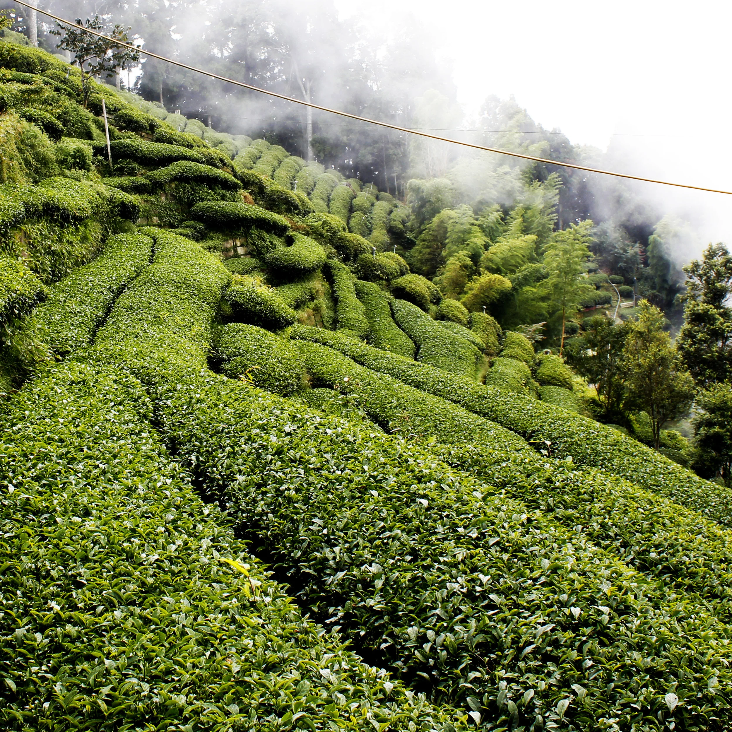 FujianToAliShan-mem-oolong-loose-whole-leaf-tea-2.jpg