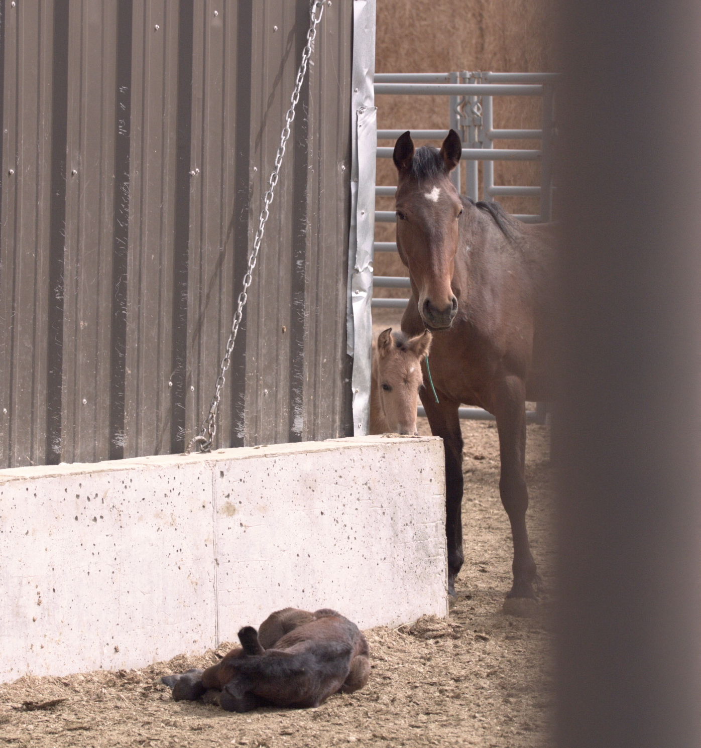 I still tear up thinking about this little guy. But now his story has been told, no matter how short it was.