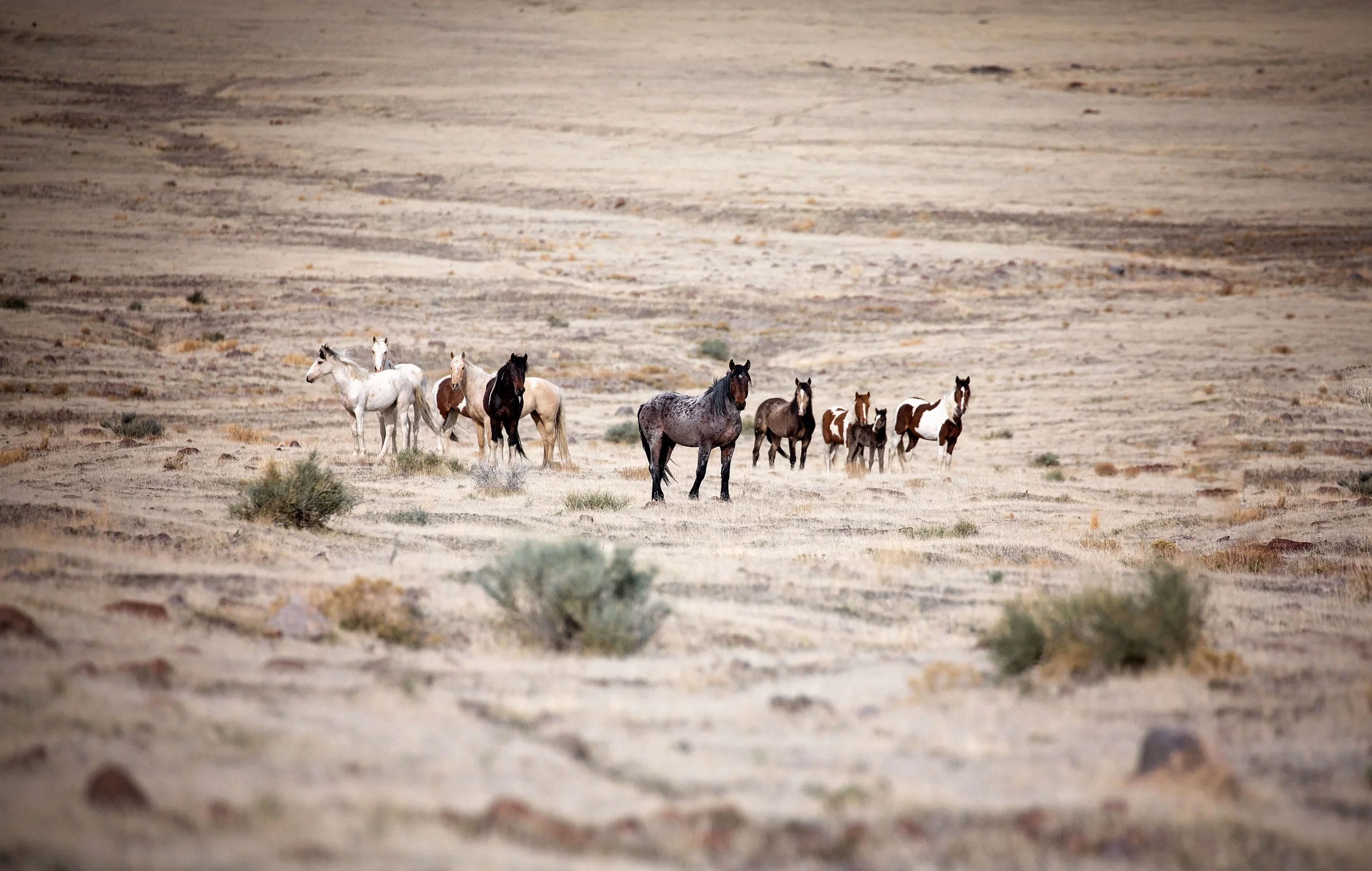 One of the few shots I was able to get of some wild horses in the Cedar Mountains. To give you an idea of how far away I was, this is fully zoomed in at 400 mm and cropped in over 50 percent of the original picture. Any closer than that, and they were gone!
