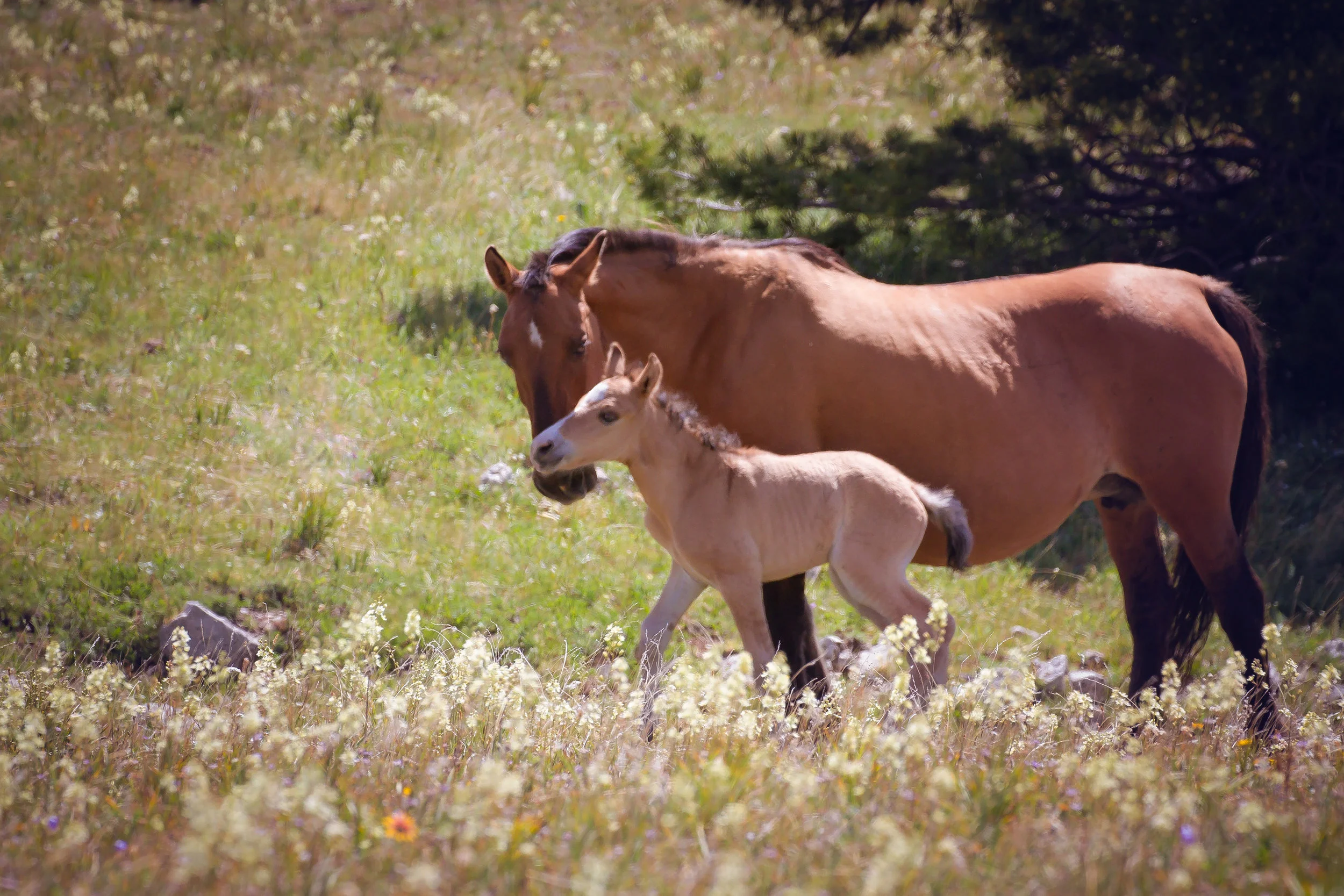 OPEN LETTER TO THE HORSE COMMUNITY