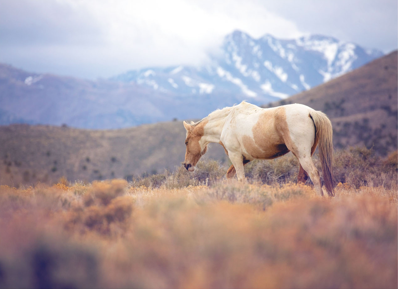 jamiebaldanza_utahwildhorses.jpg