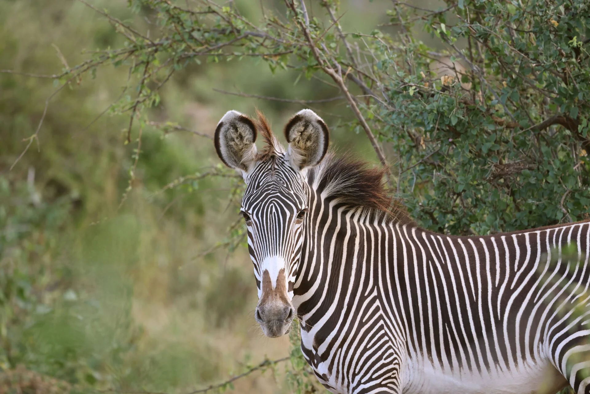 Sarara_Wildlife_19_GrevysZebra_ImageByJeremyBastard-1920x1281.jpg