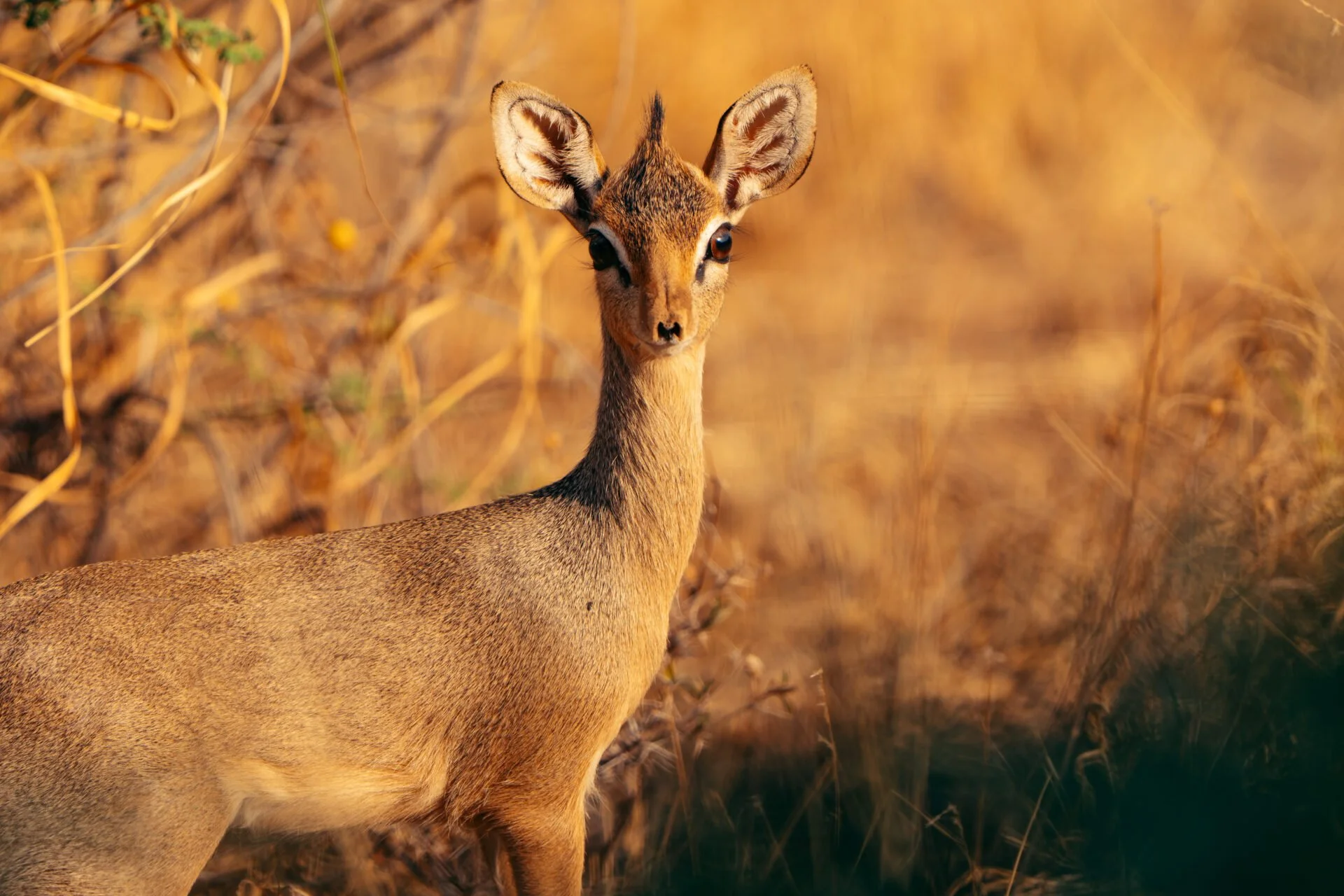 Sarara_Wildlife_16_DikDik_ImageByThigeNjuguna-1920x1280.jpg