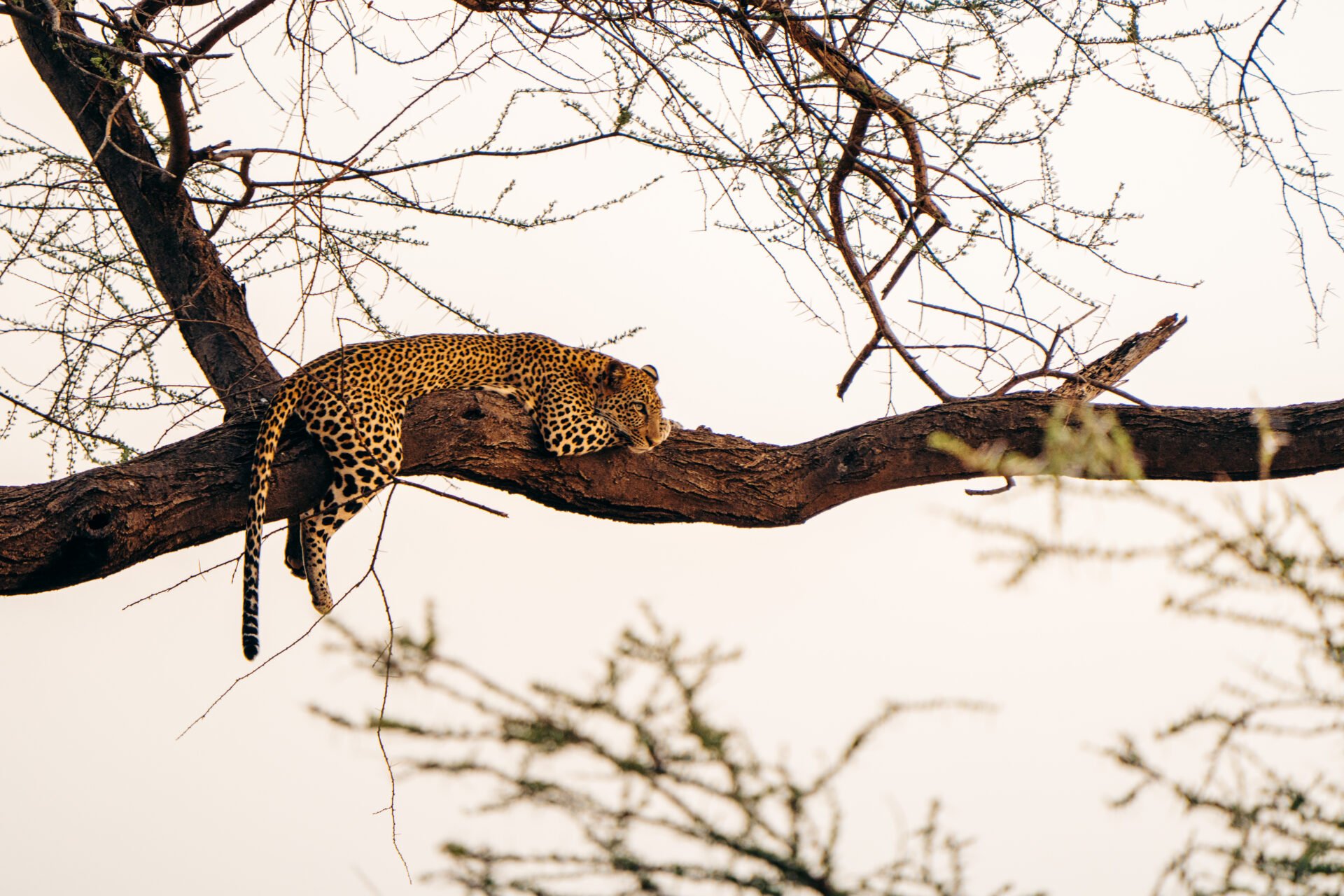 Sarara_Wildlife_11_SararaWilderness_ImageByThigeNjuguna-1920x1280.jpg