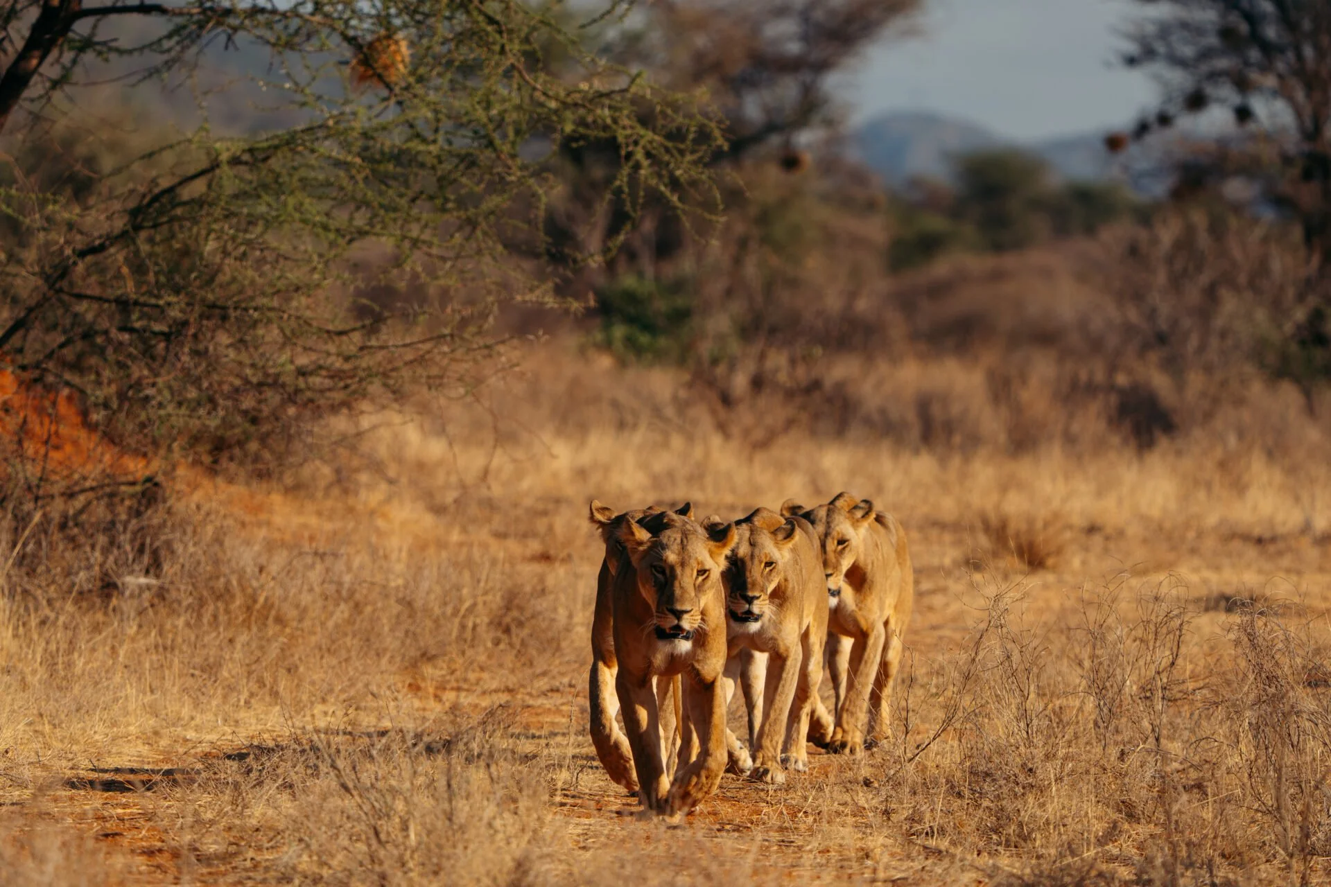 Sarara_Wildlife_10_SararaWilderness_ImageByThigeNjuguna-1920x1280.jpg