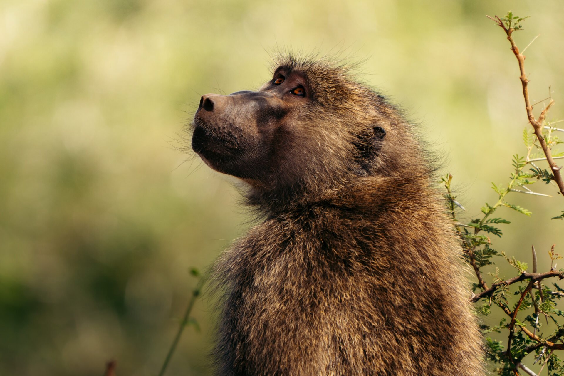 Sarara_Wildlife_09_SararaWilderness_ImageByThigeNjuguna-1920x1280.jpg