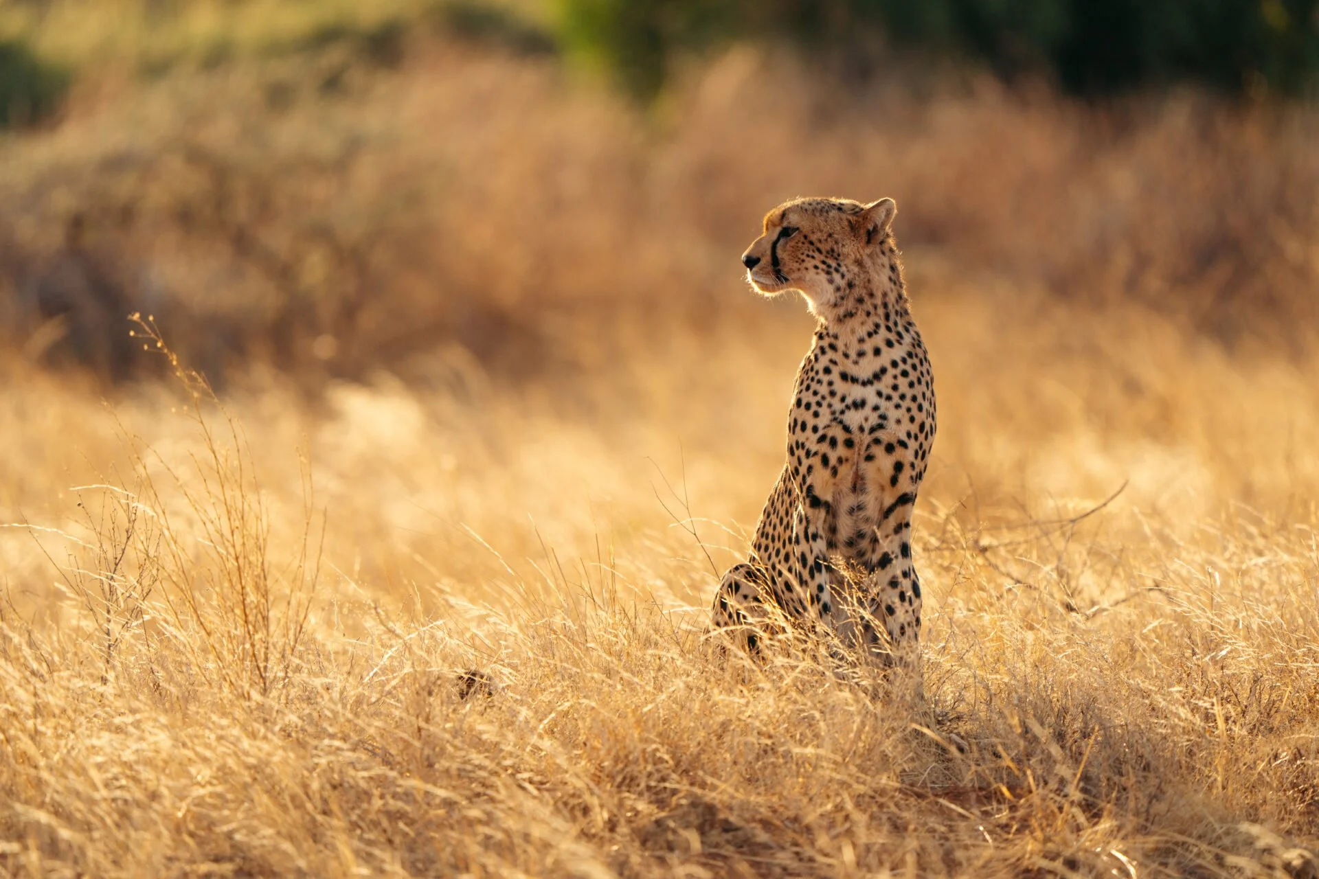 Sarara_Wildlife_06_SararaWilderness_ImageByThigeNjuguna-1920x1280.jpg