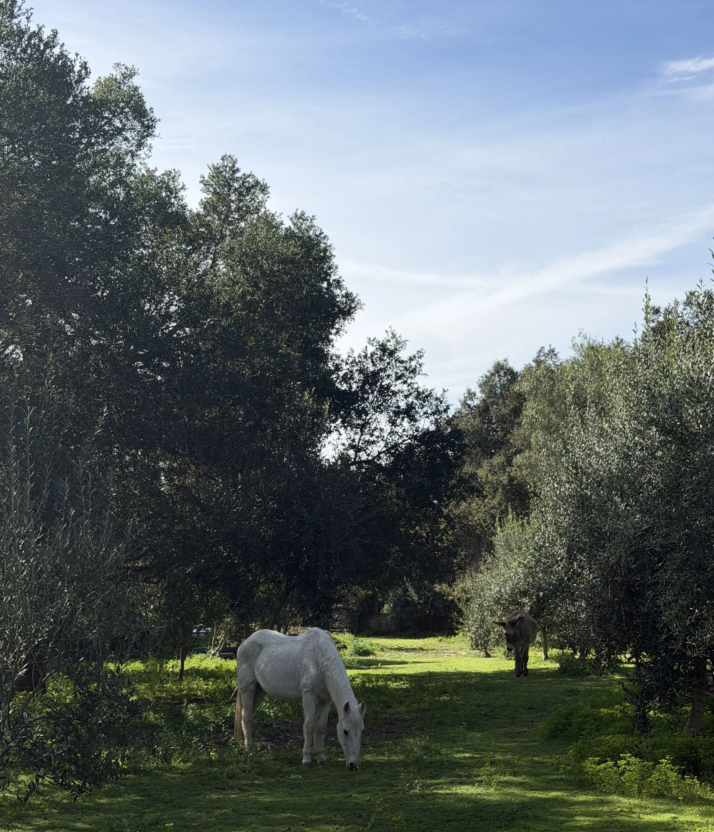 white horse grazing in an olive grove