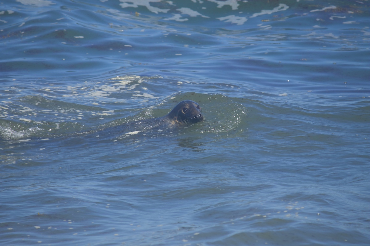Seals-cape-cod.jpg