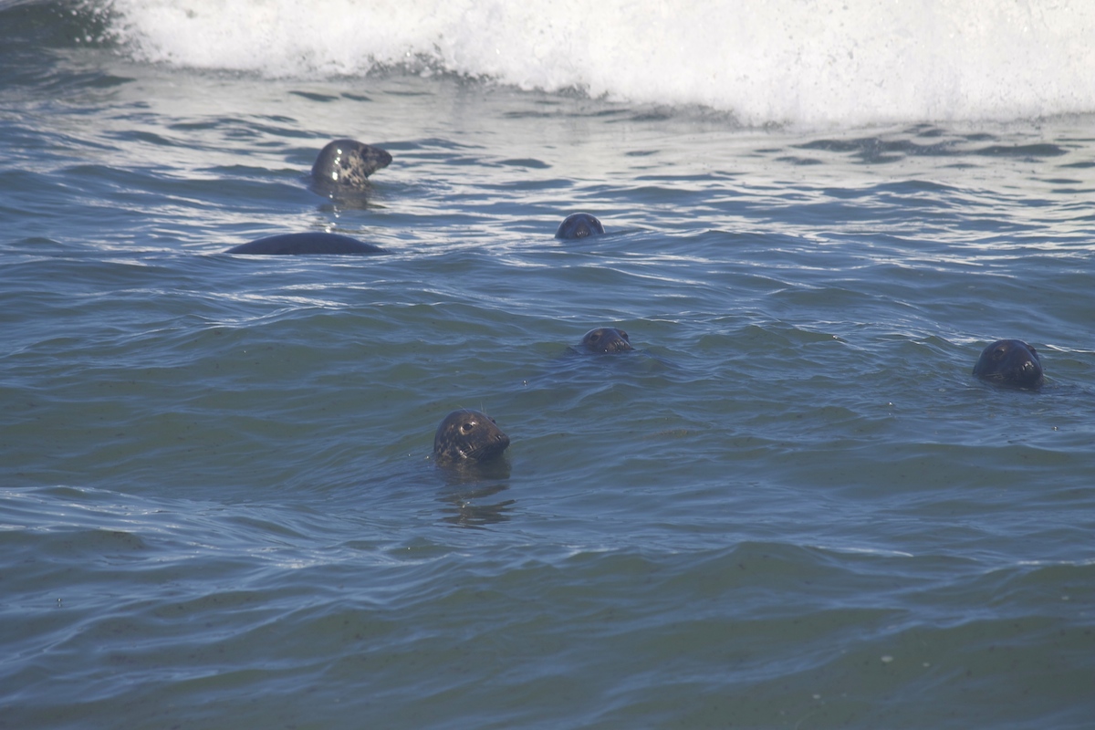 Seals.jpg