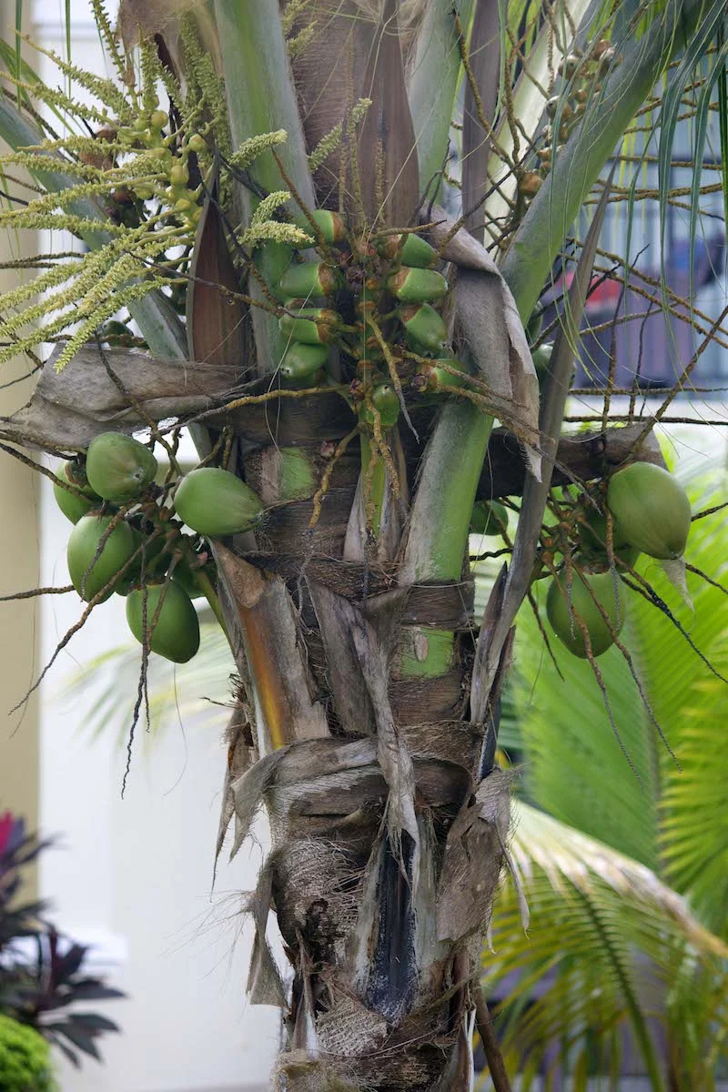 coconut-tree.jpg
