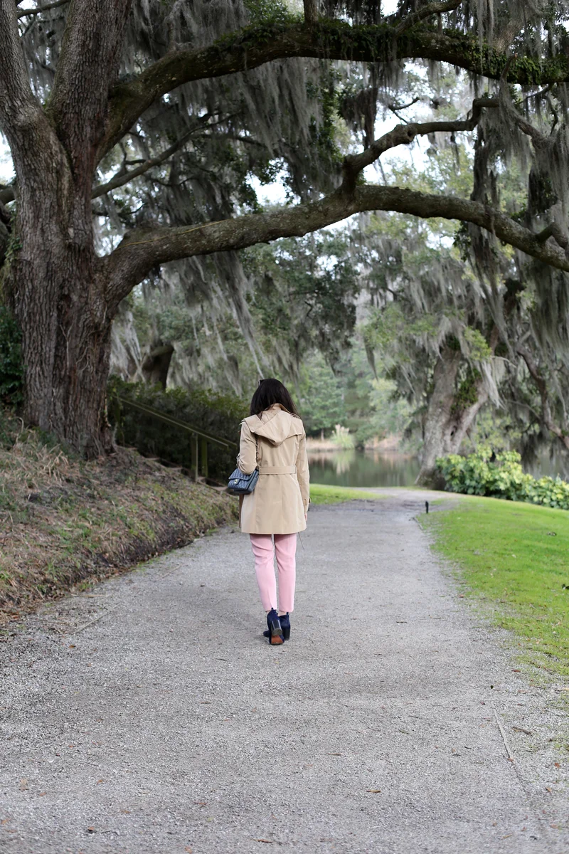 Spanish-moss-at-Middleton-Place.jpg