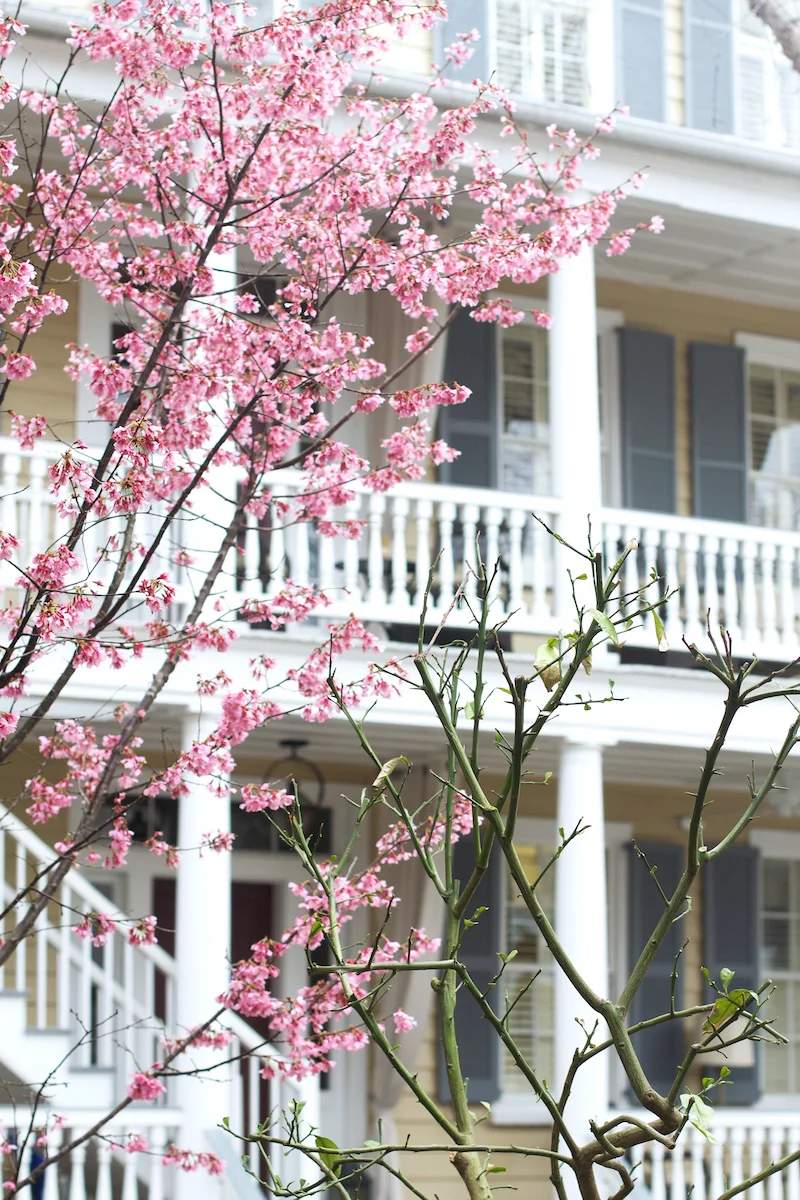 cherry-blossoms-in-Charleston.jpg