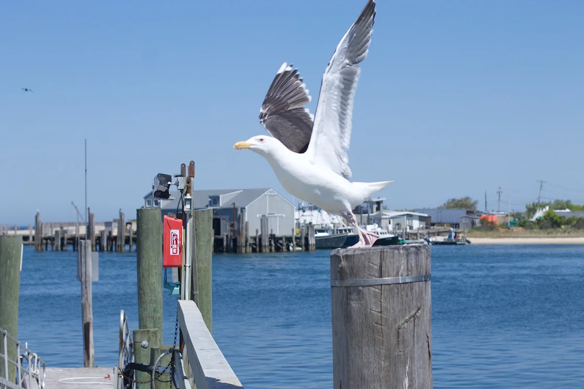 seagull-flying.jpg