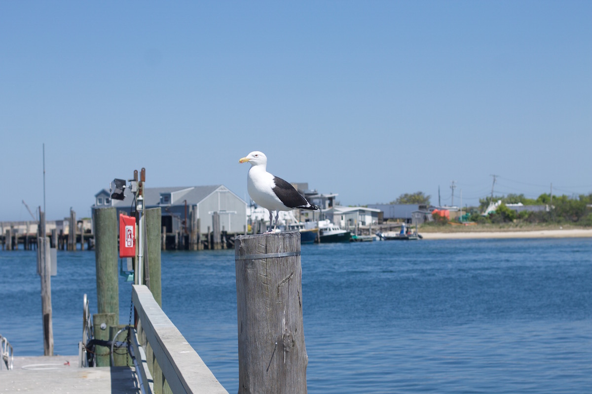 seagull.jpg