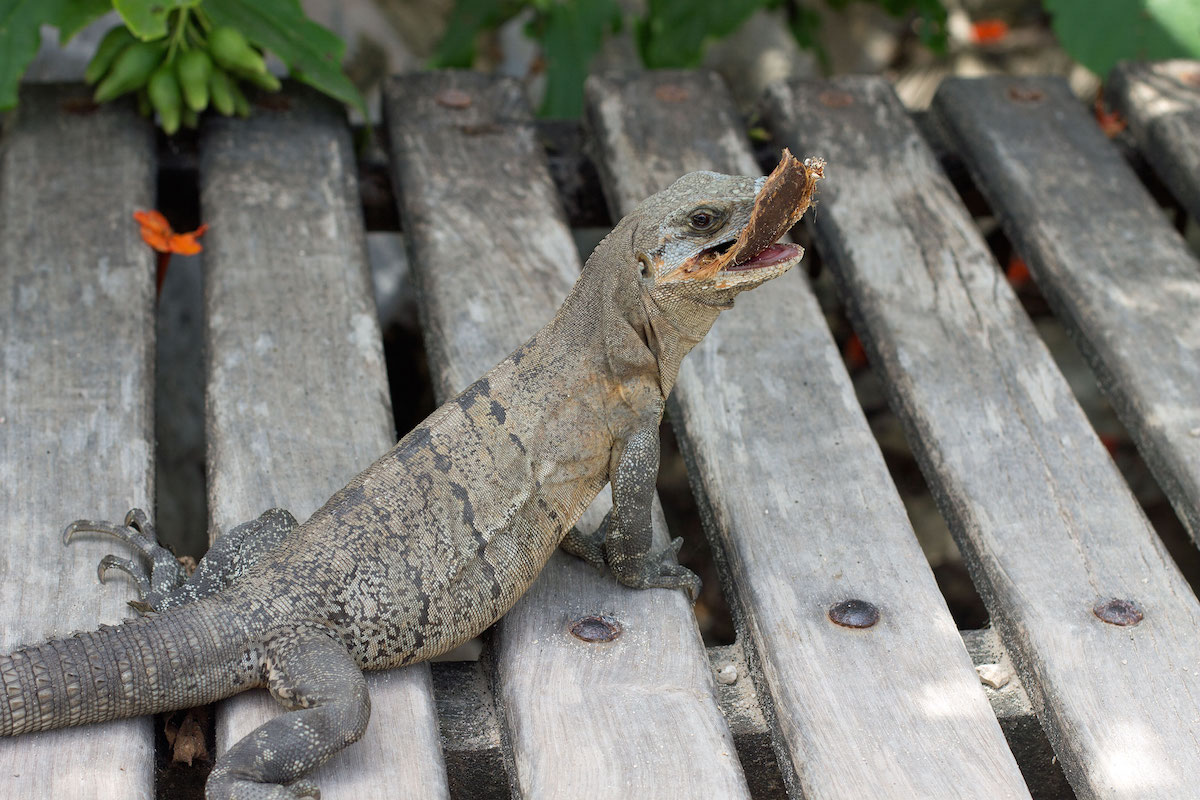 Iguana-in-Mexico.jpg