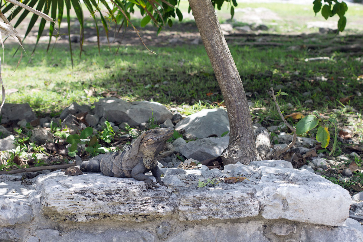 Iguana.jpg