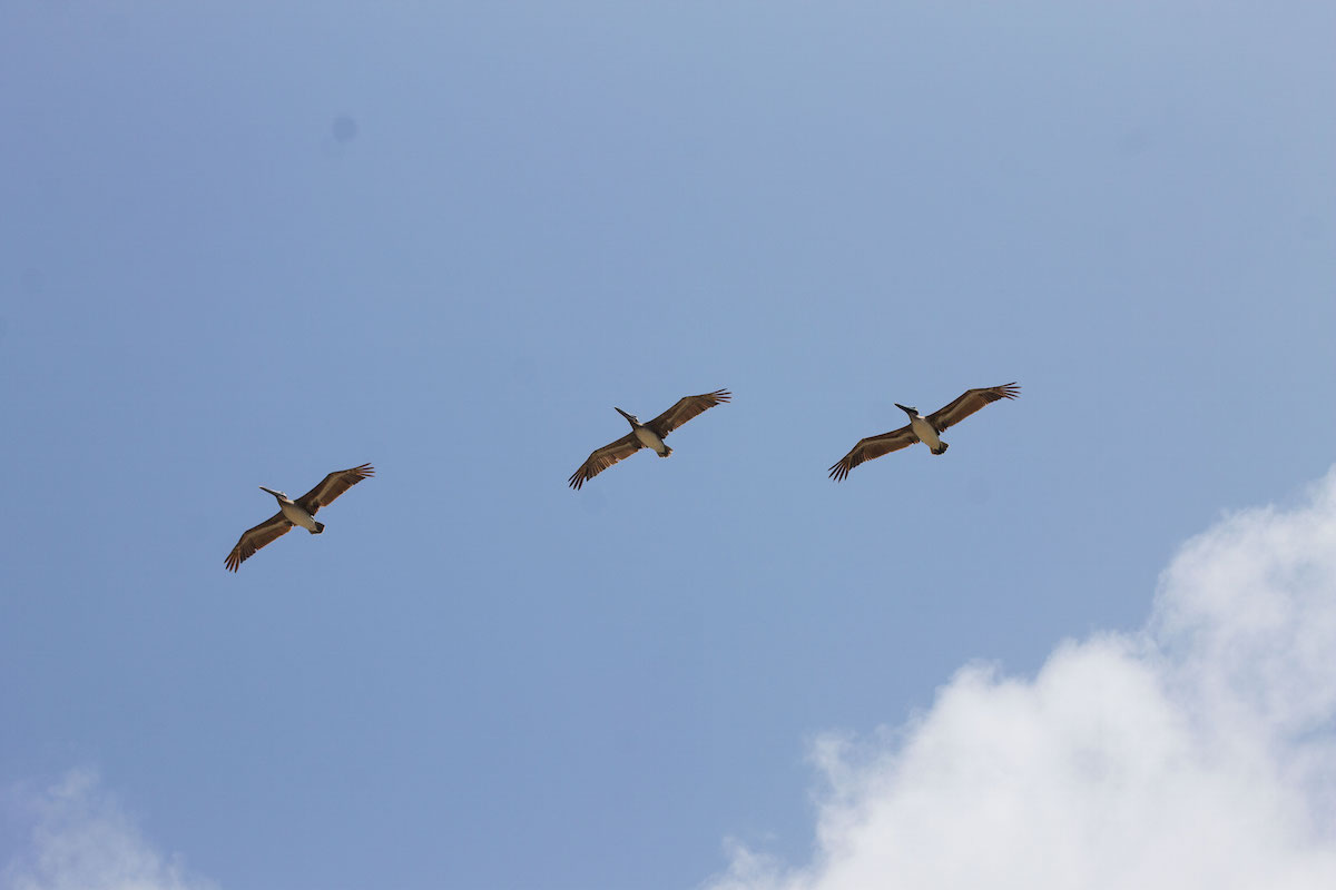 Pelicans.jpg
