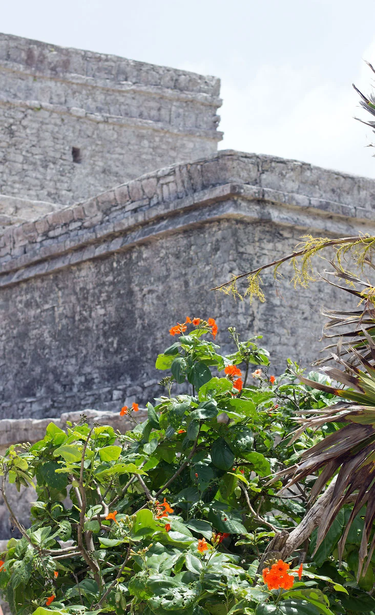 flowers-in-Mexico.jpg