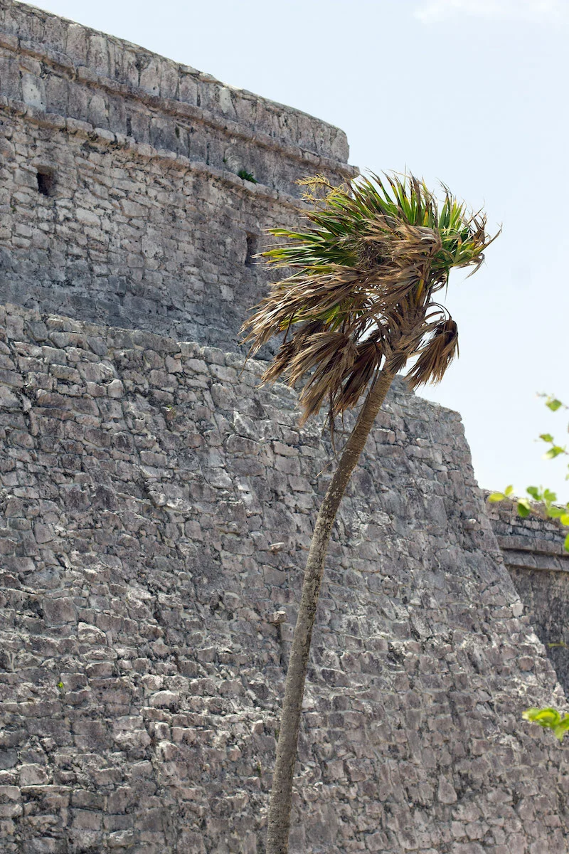 palm-tree.jpg