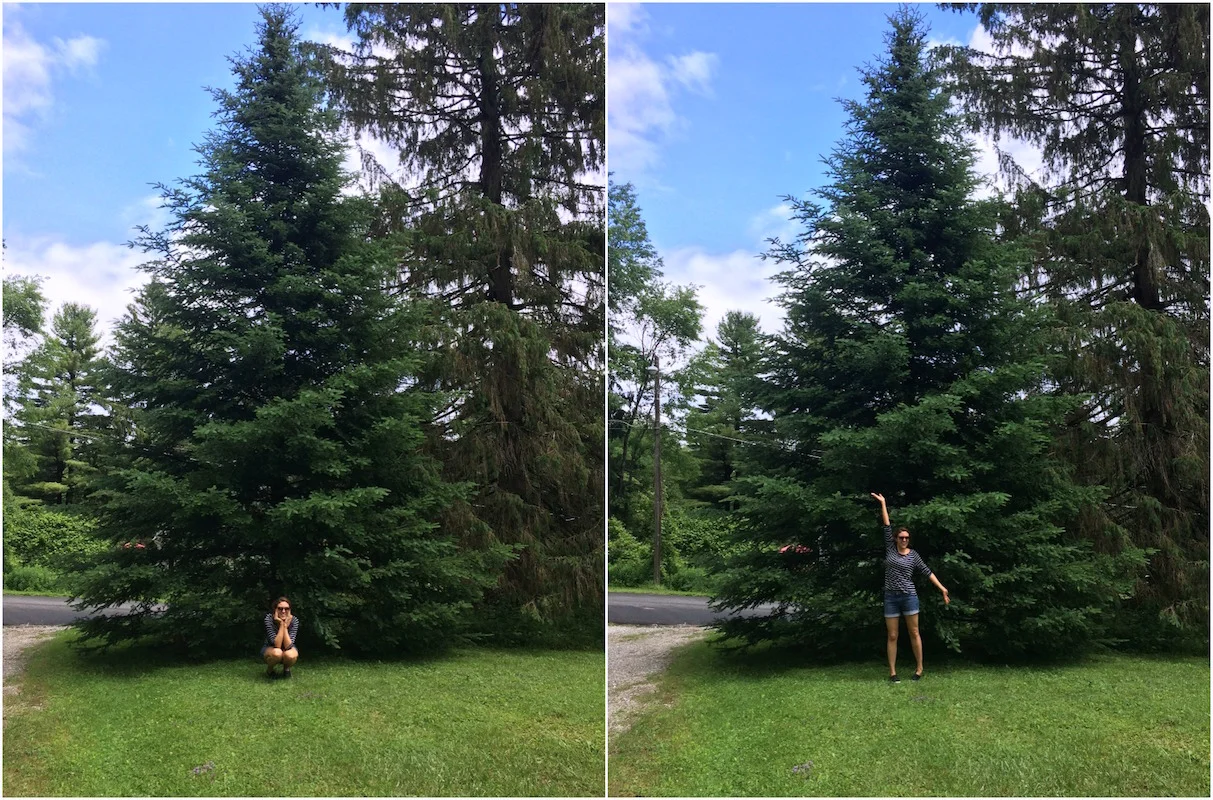 pine-tree.jpg