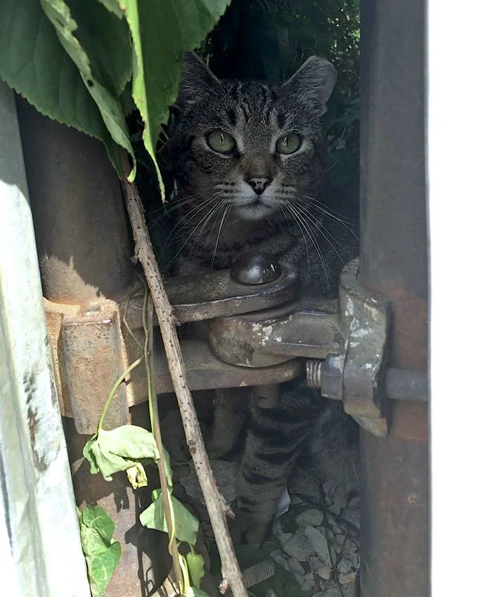 Striped-Cat-Brooklyn.jpg