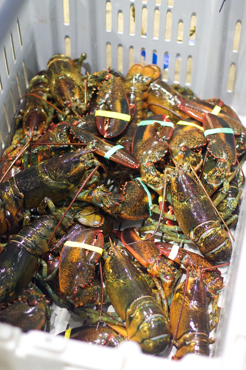 lobsters.jpg