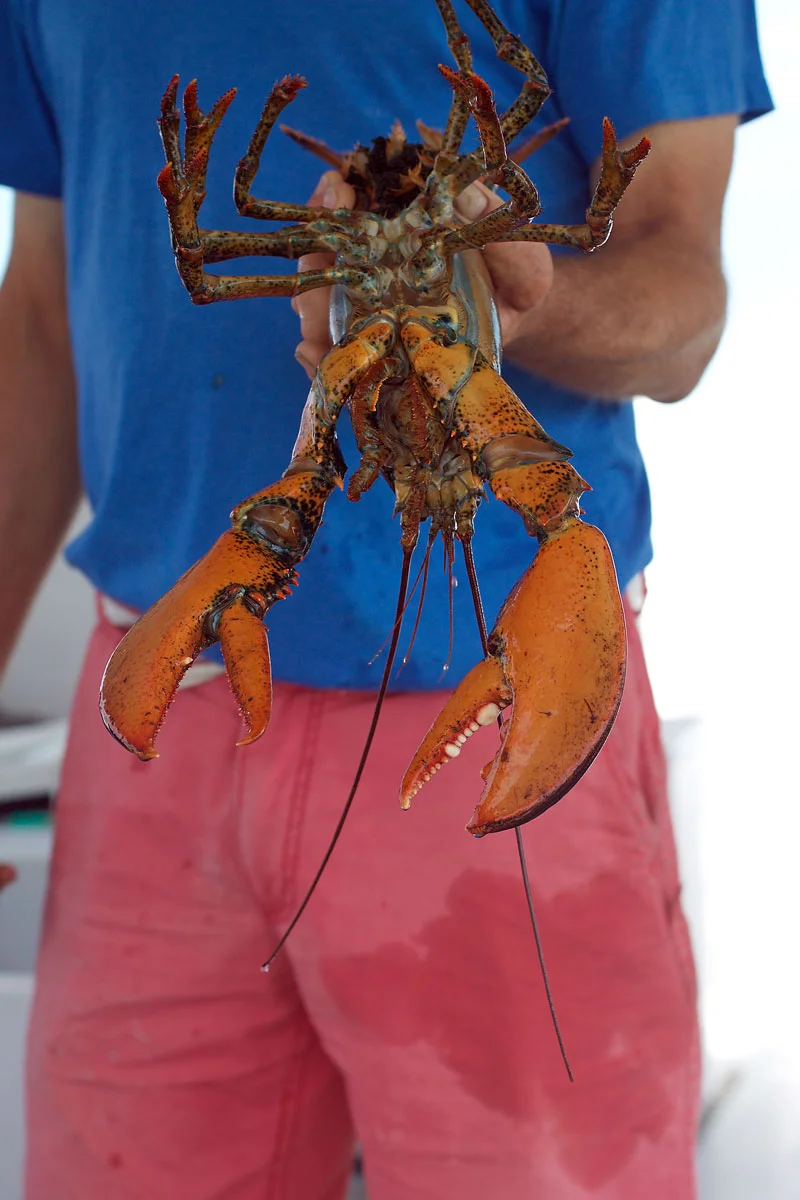 maine-lobster.jpg