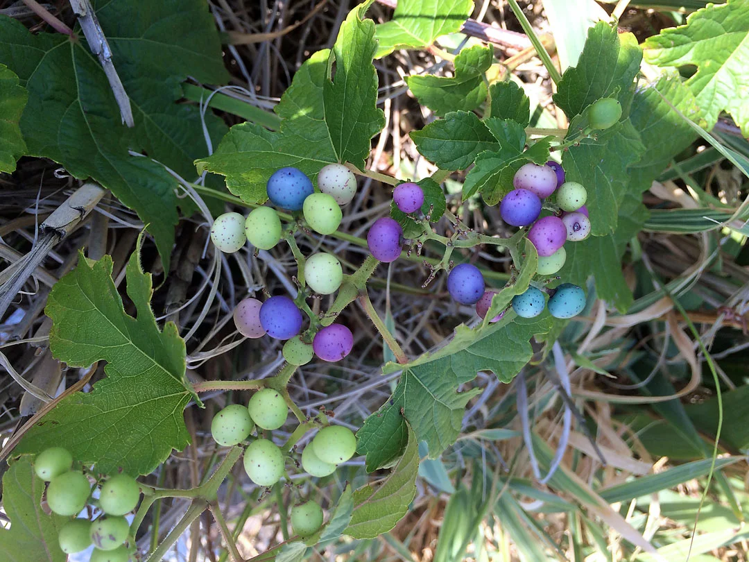 porcelain-berries.jpg