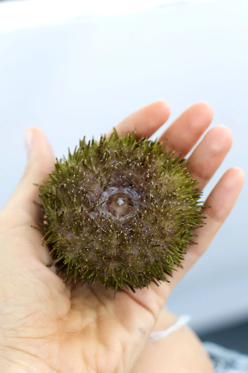 sea-urchin.jpg