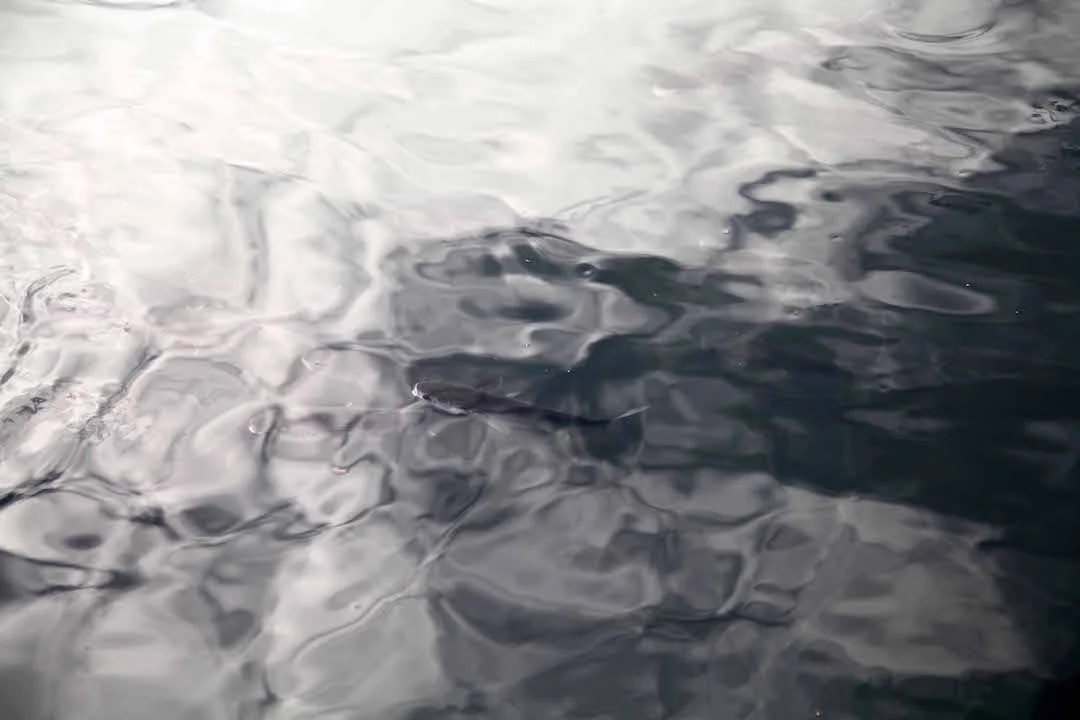 fish-in-La-Spezia.jpg