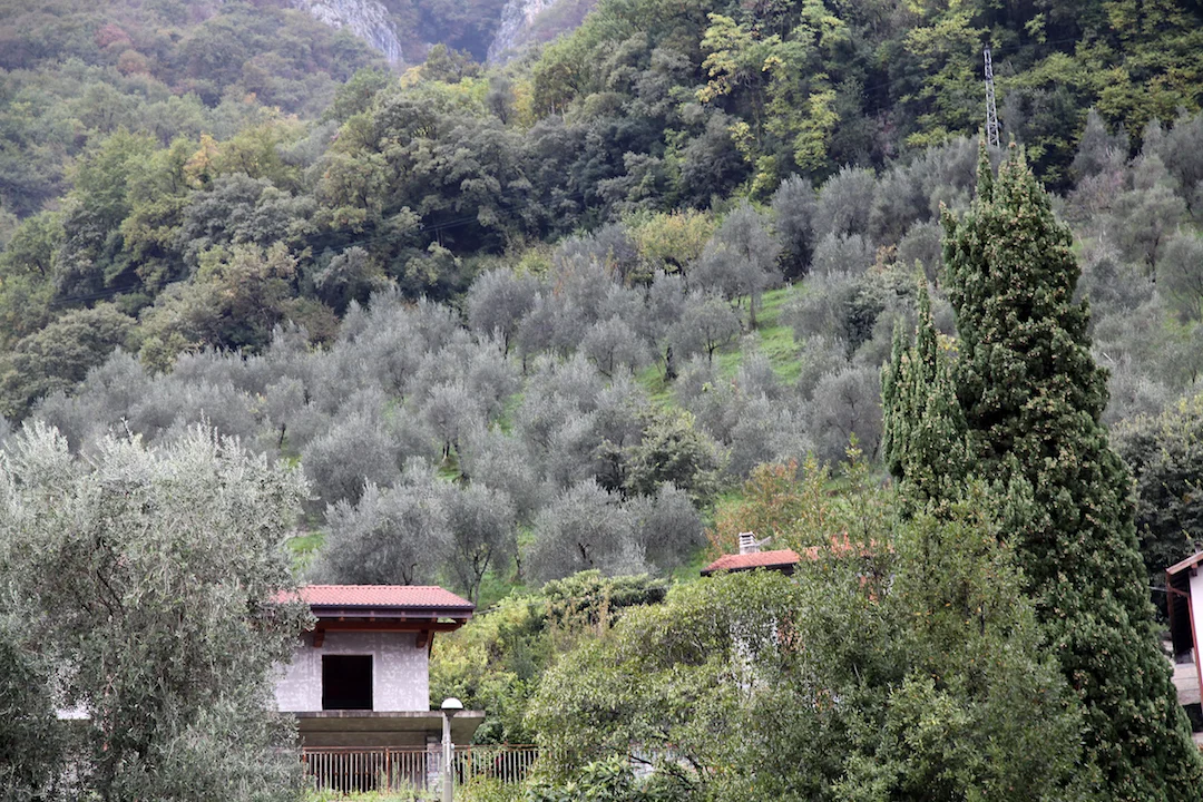 olive-groves-in-the-hills-of-lake-como.jpg