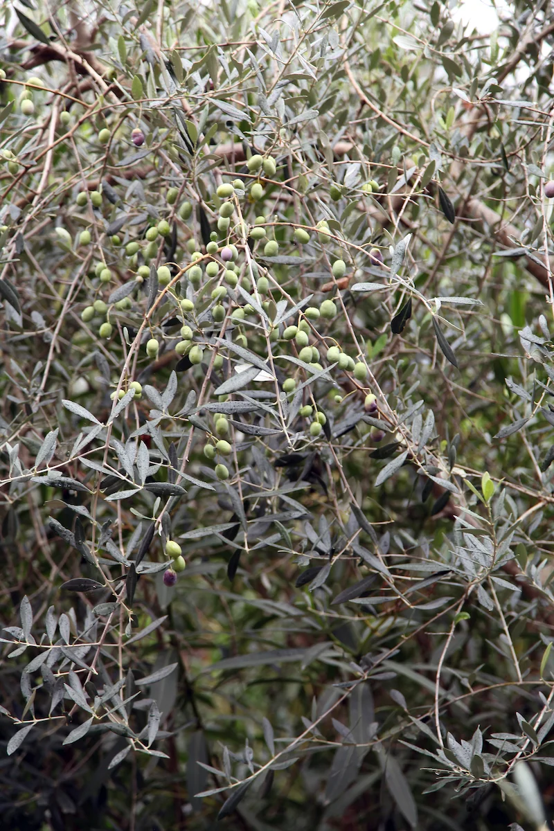 olive-trees-in-Italy.jpg