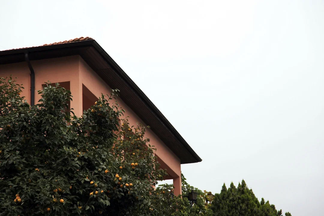 persimmon-trees-in-lake-como.jpg
