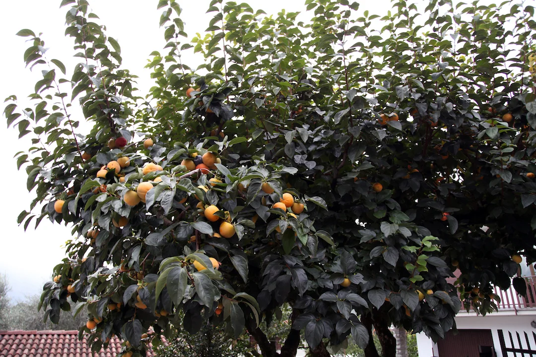 persimmon-trees.jpg