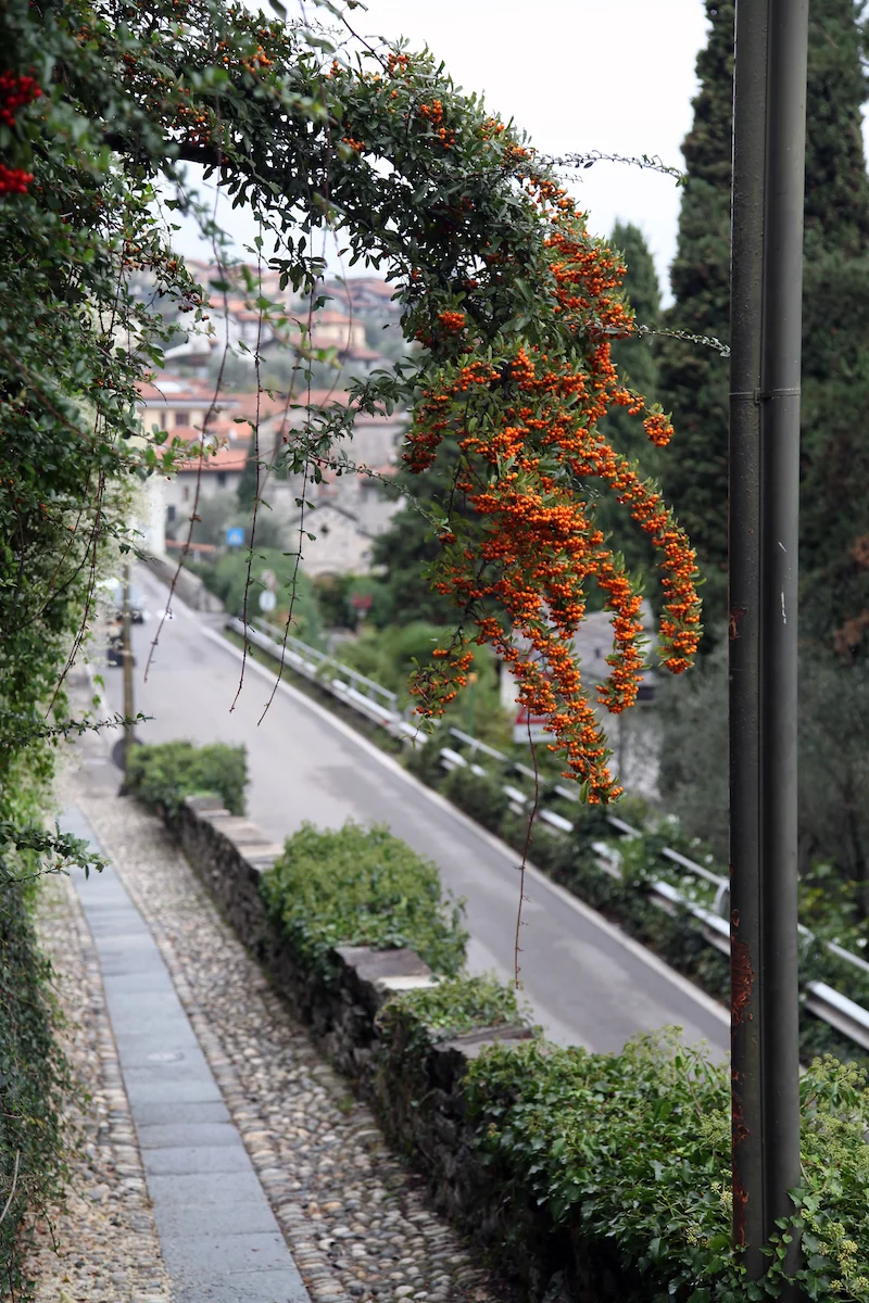 plants-in-Lake-Como.jpg