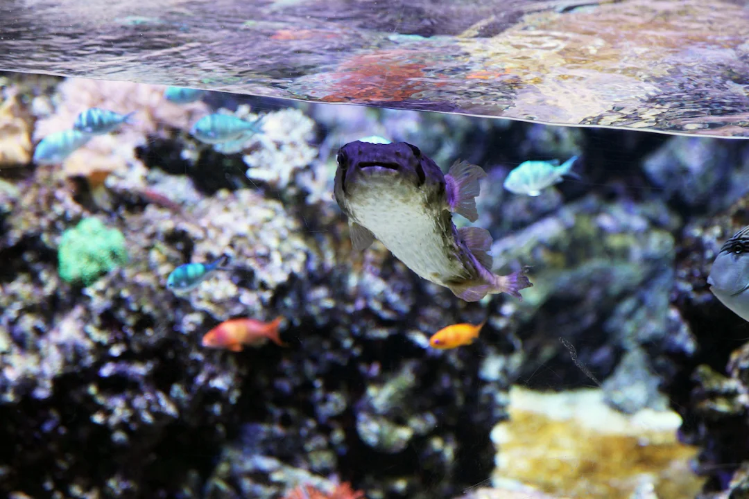 Milan-aquarium.jpg